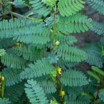 نبتة ذات أوراق خضراء ذات أزهار صفراء صغيرة