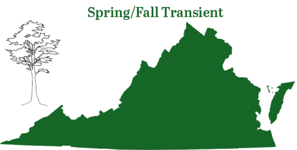 يوجد الخفاش ذو الشعر الفضي في جميع أنحاء ولاية فرجينيا