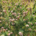 زهور أرجوانية