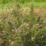 زهور أرجوانية