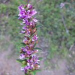 زهور أرجوانية