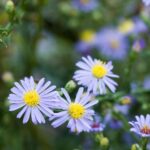 صورة عن قرب لزهرة أرجوانية فاتحة اللون الأرجواني الفاتح مع مركز أصفر