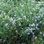 العديد من الزهور الأرجوانية الفاتحة مع مراكز صفراء