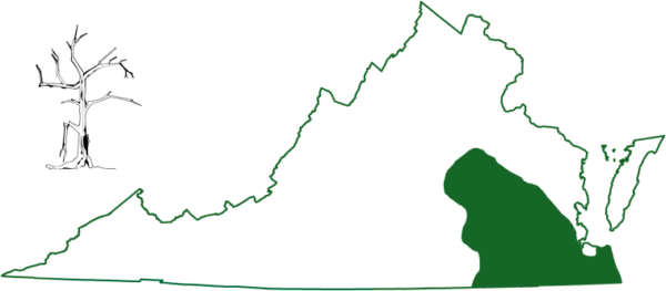 يوجد الخفاش الجنوبي الشرقي في المناطق الجنوبية الشرقية في أقصى جنوب ولاية فرجينيا في السهل الساحلي