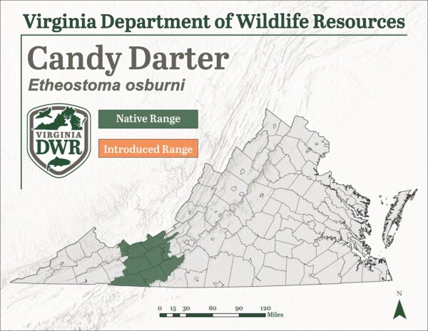 خريطة توزع أنواع حلوى الغطاس الحلوى