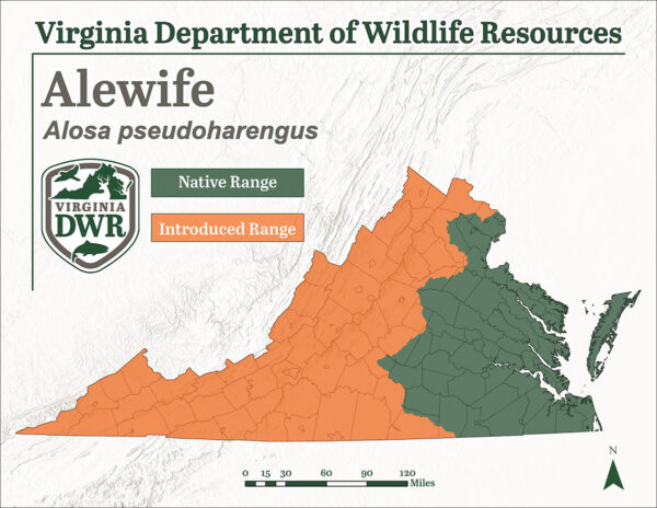 يعتبر سمك الأليف من الأنواع المحلية التي توجد في جميع أنحاء ولاية فرجينيا على الرغم من أن الأنواع الموجودة خارج السهل الساحلي قد تم إدخالها