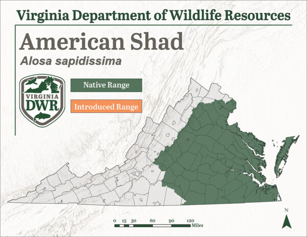 نطاق توزيع الشاد الأمريكي في فيرجينيا