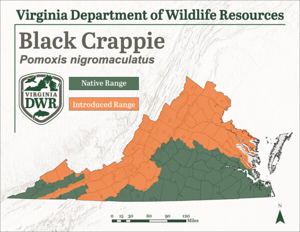 يوجد الكرابي الأسود في جميع أنحاء ولاية فرجينيا