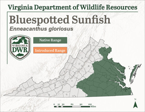 تتواجد سمكة الشمس المرقطة الزرقاء في المناطق الجنوبية من الولاية في السهل الساحلي والجبل الأزرق