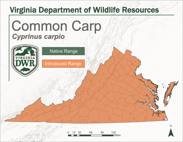 خريطة الولاية توضح موطن أسماك الشبوط الشائع. لاحظ الحالة الكاملة التي تم إدخالها إليها، فهي ليست من السكان الأصليين.