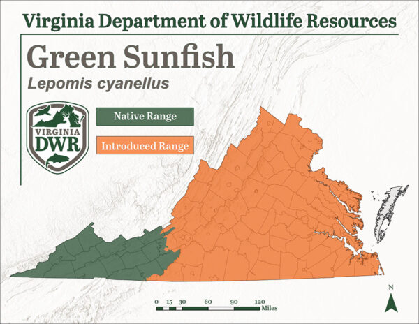 تتواجد سمكة الشمس الخضراء في جميع أنحاء ولاية فرجينيا؛ ولكنها دخيلة وليست أصلية في مناطق السهل الساحلي والسهل الجبلي