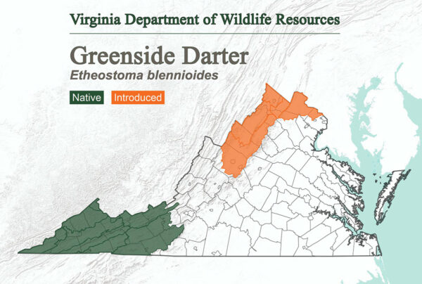 يوجد طائر الغرينسايد darter شمال جبال الأبلاش في فيرجينيا، وقد تم إدخاله إلى التلال الجبلية في أقصى شمال الولاية.