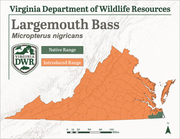 كان سمك القاروس الكبير الفم موجوداً في الأصل في منطقة واحدة فقط من فرجينيا، ولكنه انتشر في كل مكان في السنوات التي تلت ذلك