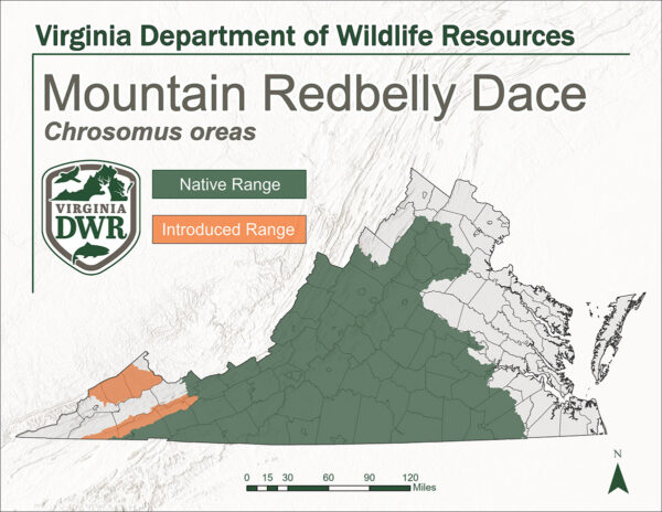 خريطة للولاية توضح موطن طائر دايس الجبل الأحمر. موطنها الأصلي معظم أنحاء فيرجينيا من وسطها إلى الغرب. يتكاثر في الأجزاء الجنوبية الغربية العميقة من الولاية.