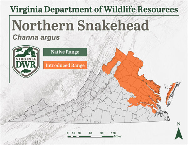 سمك رأس الأفعى الشمالي هو نوع دخيل يوجد في المنطقة الشمالية الشرقية من ولاية فرجينيا