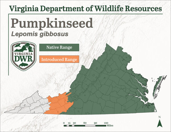 توجد بذور اليقطين في معظم أنحاء ولاية فيرجينيا باستثناء الجزء الغربي منها، وجميع التجمعات الغربية بعد جبال الأبلاش هي تجمعات مدخلة