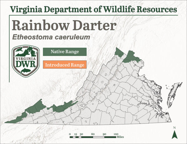 تُظهر خريطة التوزيع النوعي أن سمكة قوس قزح الغطاس تسكن فقط 5 مناطق صغيرة من ولاية فيرجينيا على طول حدود الولاية على طول المنطقة الجنوبية الغربية البعيدة وبضع مقاطعات شمالية.