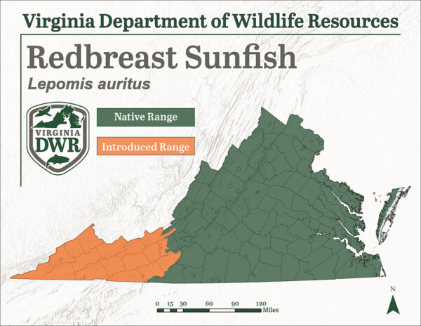 توجد سمكة الشمس حمراء الصدر في جميع أنحاء ولاية فيرجينيا؛ على الرغم من أن المجموعات الموجودة في أقصى الشمال هي مجموعات دخيلة وليست محلية