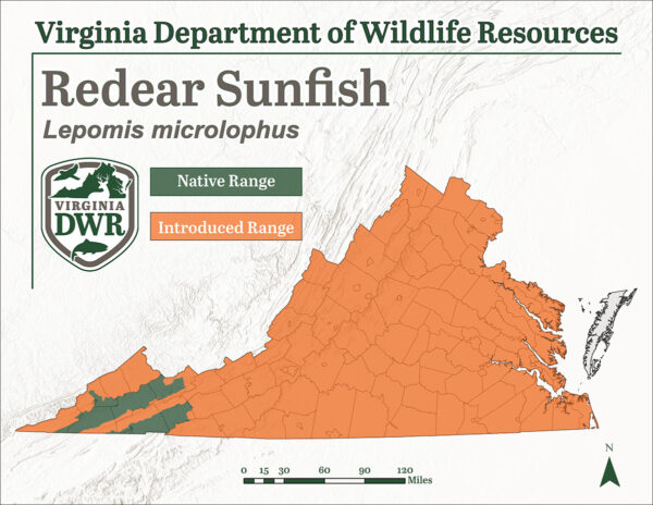 يتم إدخال سمكة الشمس ذات الخط الأحمر في جميع أنحاء ولاية فرجينيا ولكن موطنها الأصلي جزء صغير منها فقط