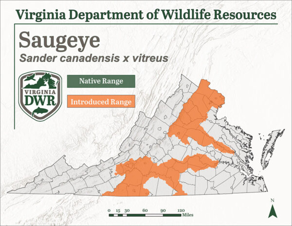 تم تقديم سمك السوجاي في عدد قليل من البقع المتفرقة في فيرجينيا