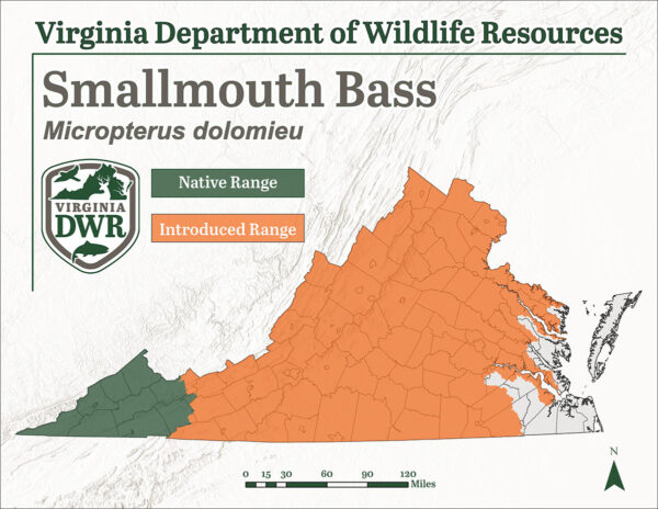 يوجد سمك القاروس الصغير الفم الصغير في جميع أنحاء ولاية فرجينيا