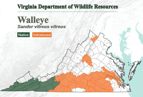 خريطة تُظهر الموقع المعتاد لسمك الفظ في جميع أنحاء الولاية. موطنه الأصلي جنوب غرب فيرجينيا وتم إدخاله إلى معظم المنطقة الجنوبية.