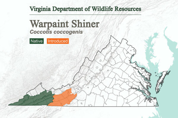 ويوجد سمك الكحل الطلاء الحربي في جميع أنحاء الطرف الغربي من ولاية فرجينيا وقد تم إدخاله في أقصى الحدود الشرقية من مجاله