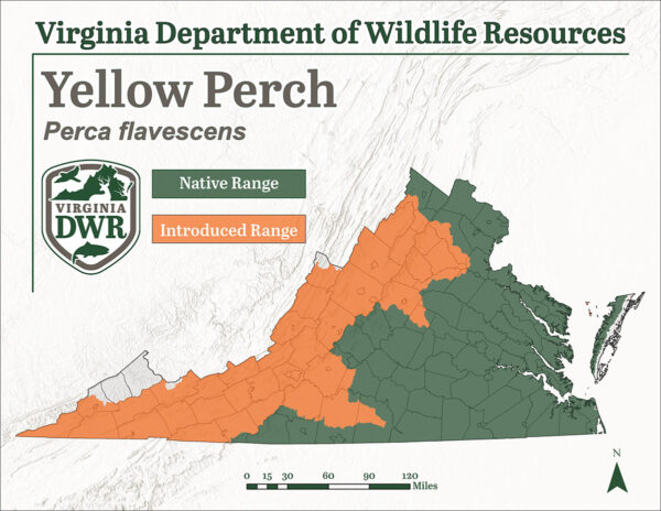 تُظهر خريطة نطاق الفرخ الأصفر أنه يوجد في جميع أنحاء الولاية