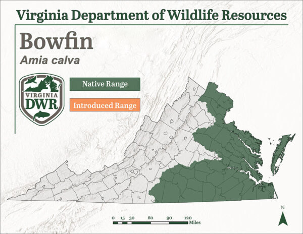خريطة لفرجينيا توضح نطاق الموقع الذي تعيش فيه الزعنفة المقوسة. تعيش تكنولوجيا المعلومات في نصف الولاية تقريباً من الشواطئ الشرقية إلى المنطقة الوسطى من الولاية.