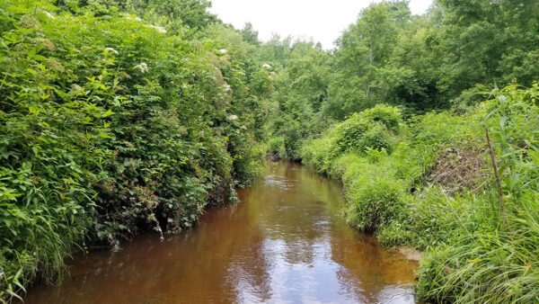 جدول صغير في سهل فيرجينيا الساحلي مع موطن ممتاز لسلسلة بيكريل.