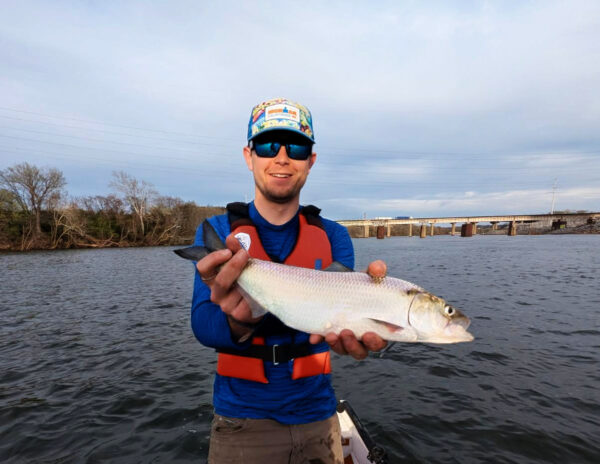 رجل يمسك بسمكة شاد أمريكية باتجاه الكاميرا ويبتسم للصورة أثناء وجوده على مسطح مائي.