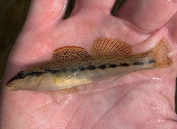 صورة لطائر Ashy Darter