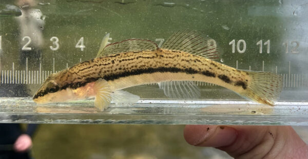 يتم عرض Ashy Darter في حوض مائي صغير.