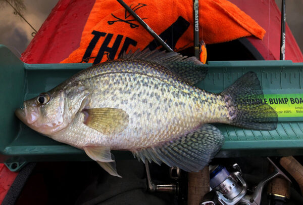 سمك الكرابي الأسود على لوحة القياس. ©تصوير سكوت هيرمان