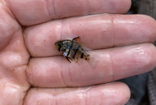 سمكة شمسية يافعة ذات حزام أسود لوحظت خلال حدث لأخذ عينات من DWR. ©تصوير مادي كوجار