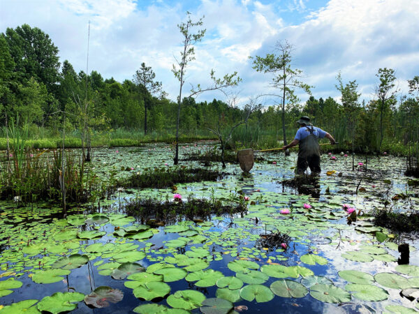 صورة للموئل الأصلي لسمكة الشمس ذات النطاق الأسود مع نباتات مائية كثيفة وتيارات مائية فاترة