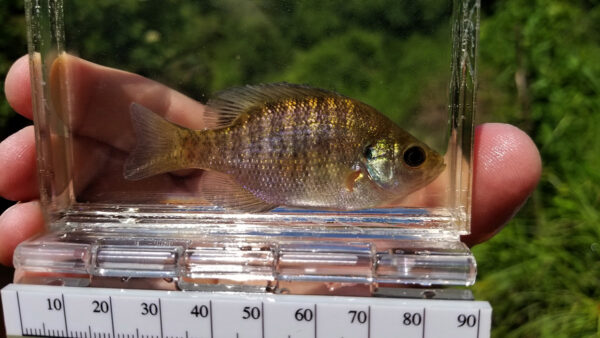 صورة من الخياشيم الزرقاء