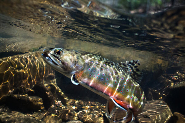 سمك السلمون المرقط ذو الألوان الزاهية مع ظهور الجانب السفلي البرتقالي بوضوح