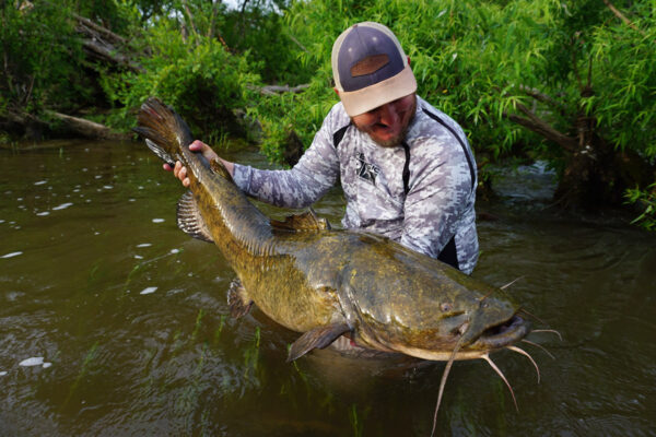 صورة لسمك السلور المسطح الرأس