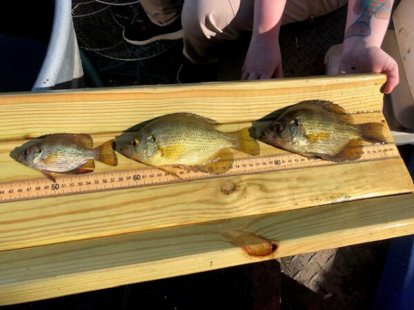 صورة لثلاث منشورات في أعمار مختلفة تم جمعها خلال الاستطلاعات