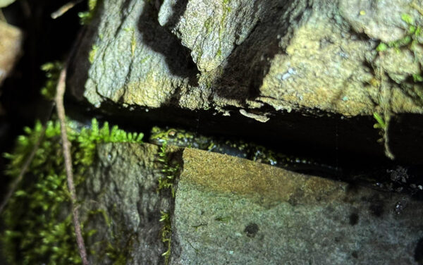 سمندل أخضر مموه بين الطحالب في شق صخري. الصورة من ©آرون مازويلوس