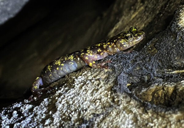 صورة للسمندل الأخضر