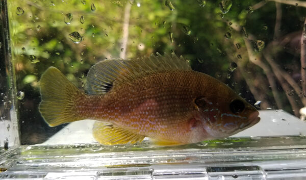 صورة لسمكة الشمس الخضراء بجسمها الأصفر البرتقالي وزعانفها الخضراء الباهتة واضحة للعيان