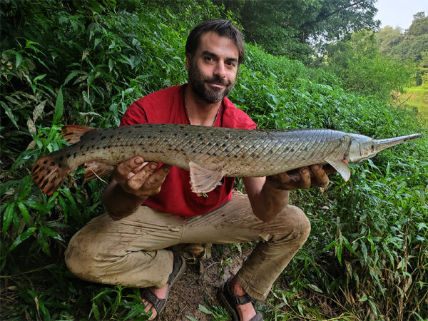 صورة للقرش طويل الأنف الطويل