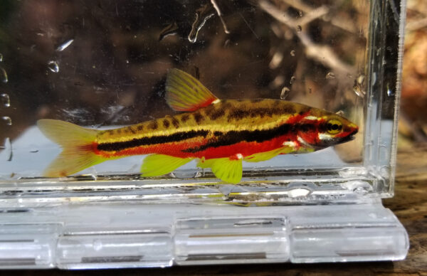 دايس جبلي واحد أحمر البطون أحمر البطون في وعاء.