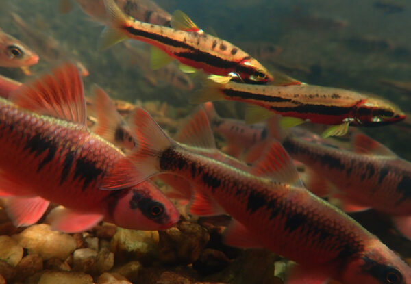 صورة عن قرب تحت الماء لسمك دايس الجبل الأحمر بيلي دايس.