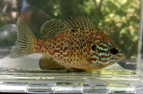 صورة لبذور اليقطين