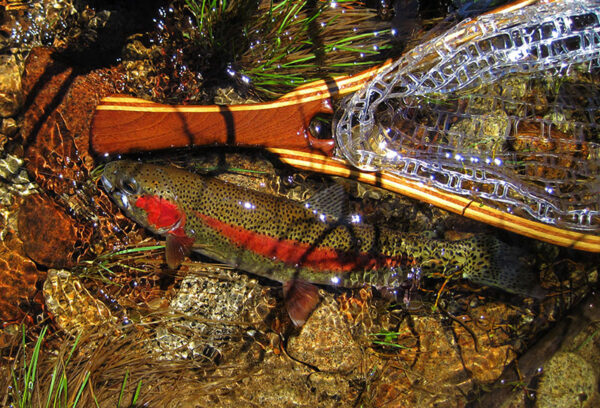 صورة لسمك السلمون المرقط قوس قزح