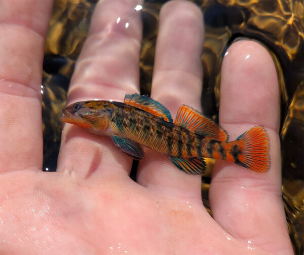 صورة لقوس قزح قوس قزح