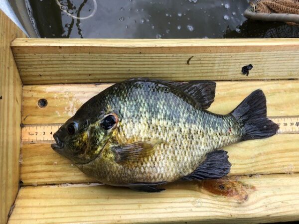 سمكة الشمس الحمراء على لوح قياس